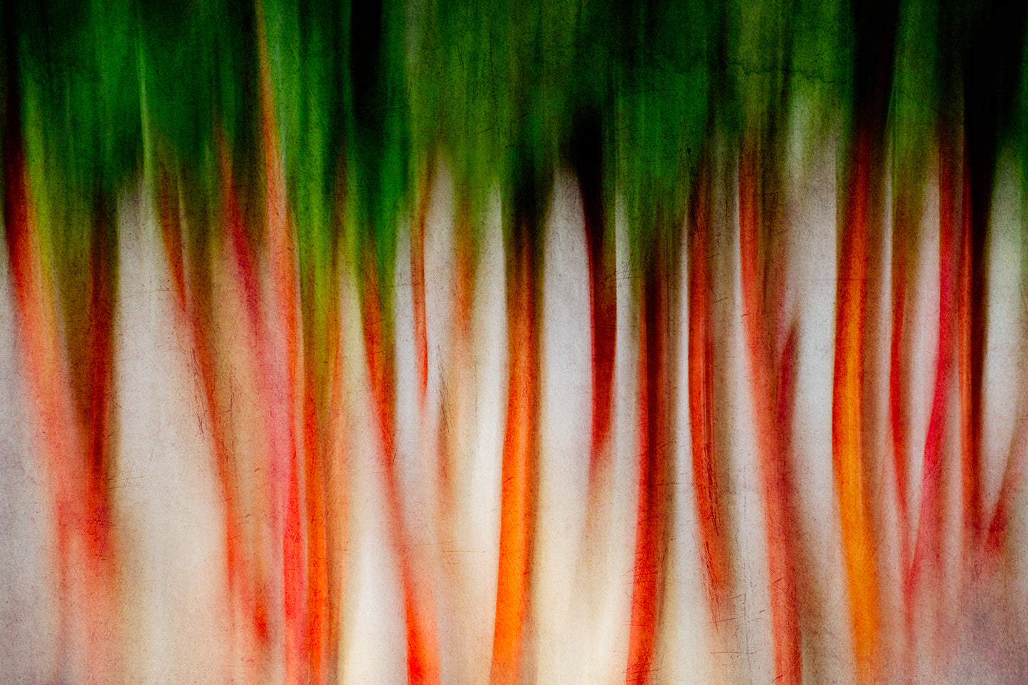 Photographic Print: "Abstract Veggies"