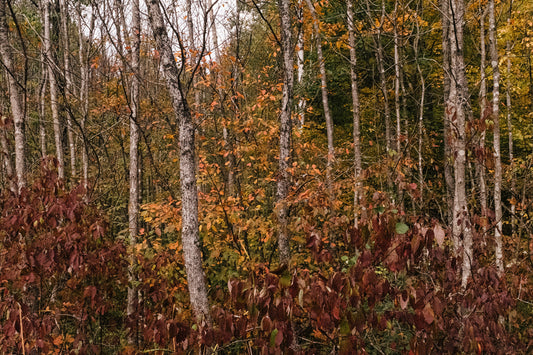 Photographic Print: "Autumn Feelings"