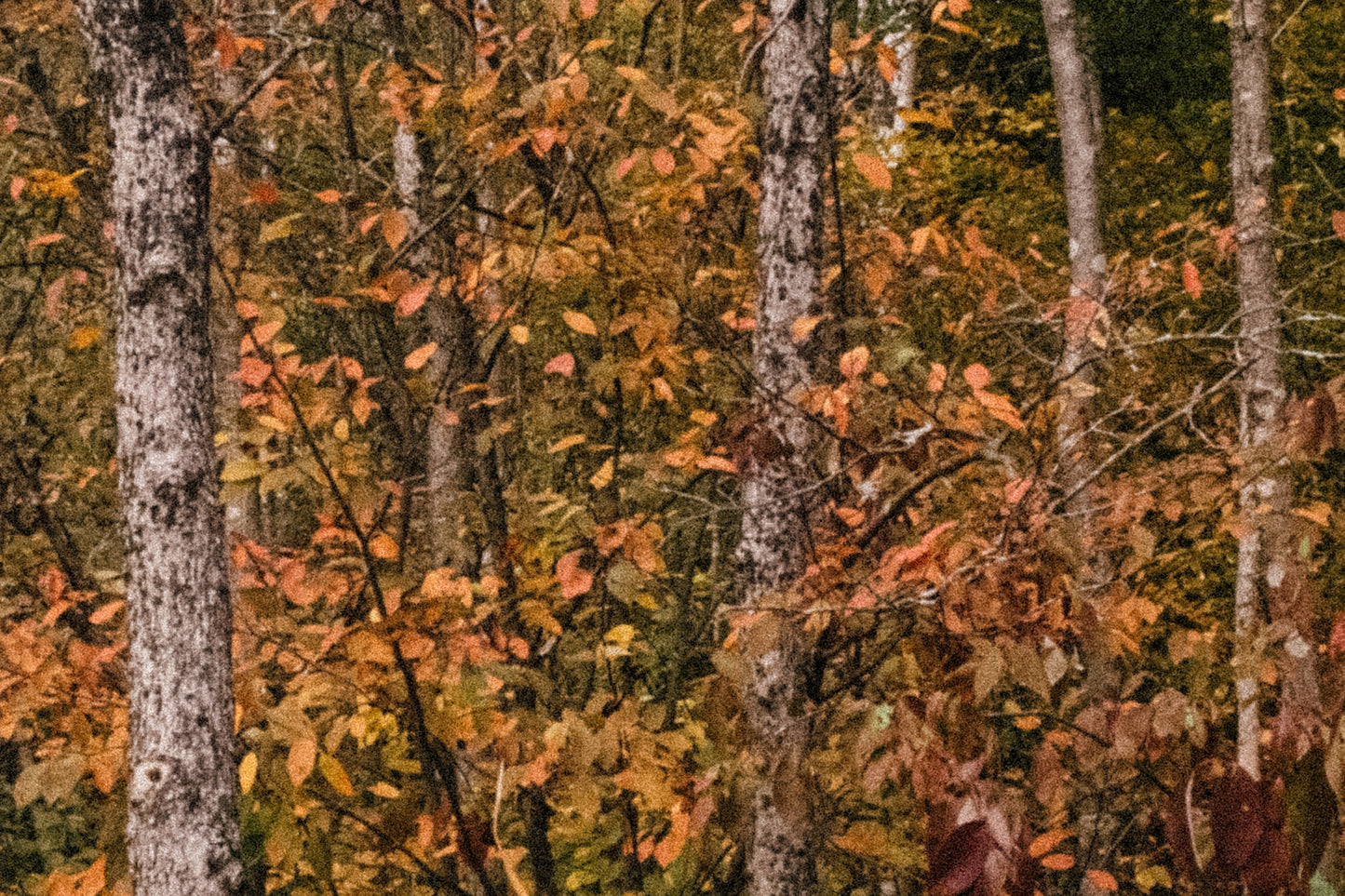 Photographic Print: "Autumn Feelings"
