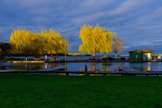 Photographic Print: "Golden Willows"