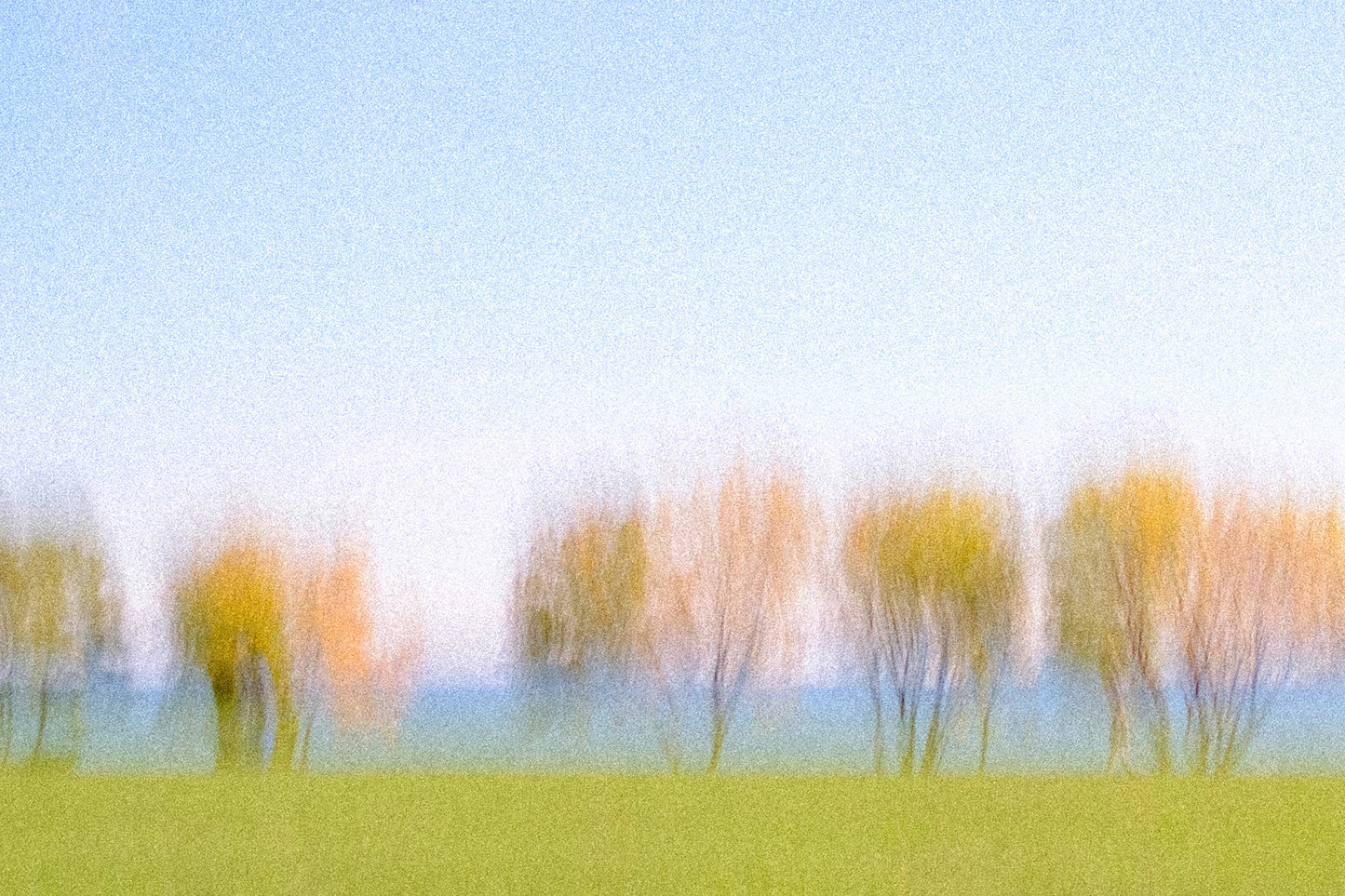 Photographic Print: "The Beach For Trees"
